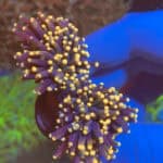 Bi-Colour Blood Moon Torch