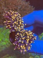 Bi-Colour Blood Moon Torch