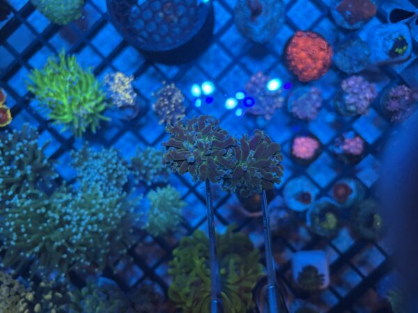 Bi-colour Branching Frogspawn Coral