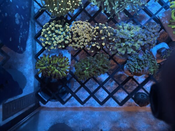Bi-colour Branching Frogspawn Coral - Image 3