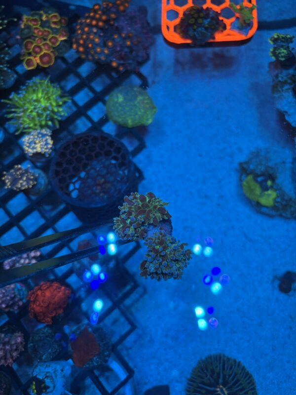 Bi-colour Branching Frogspawn Coral - Image 2