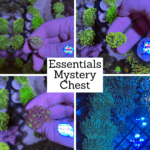 Essentials Mystery Chest