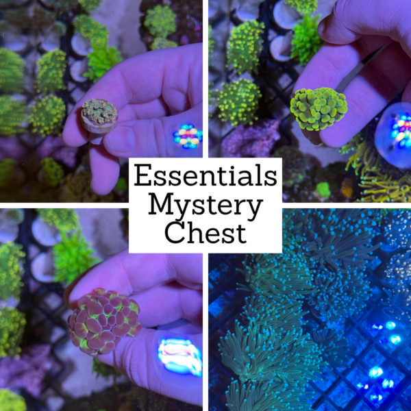 Essentials Mystery Chest