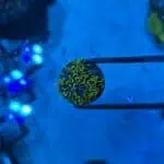 Green Star Polyp Frag