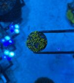 Green Star Polyp Frag