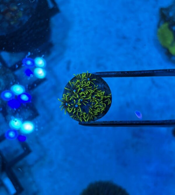 Green Star Polyp Frag