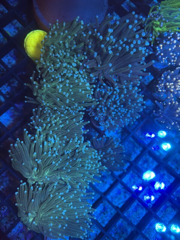 White Tip Torch - Image 2