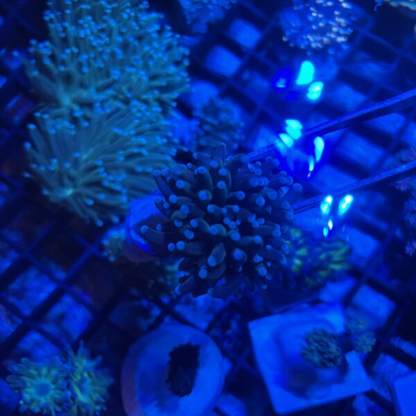 Blue Tip Torch - Image 3