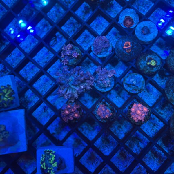 Rainbow Goniopora Frag - Image 3