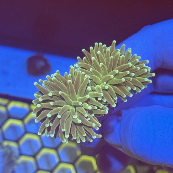 White Tip Torch