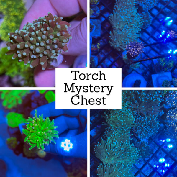 Torch Mystery Chest - 3 Heads