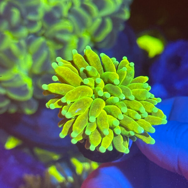 White Tip Banana Torch