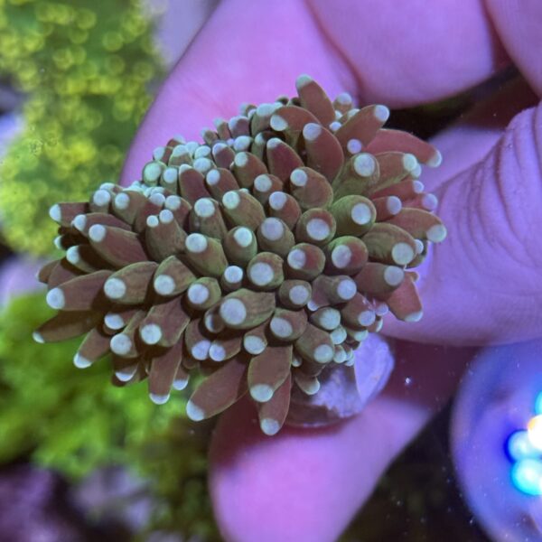 Blue Tip Torch