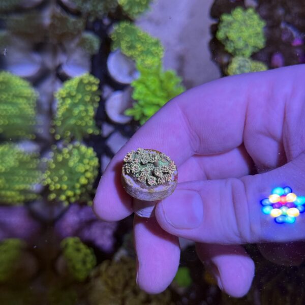 Rainbow Goniopora Frag - Image 2