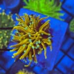 WYSIWYG Hellfire Torch