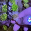 Rainbow Goniopora Frag