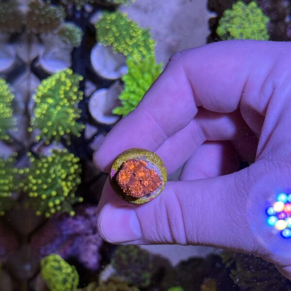 Red Goniopora Frag
