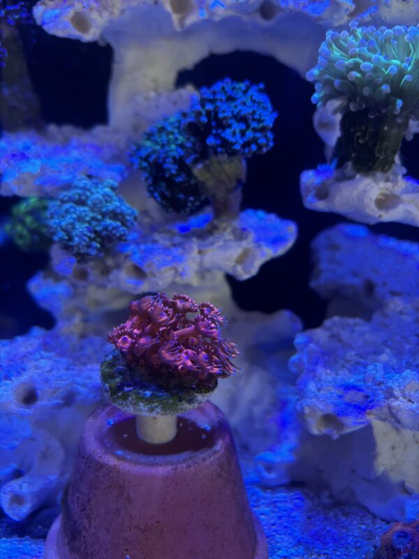 Red Goniopora Frag - Image 2