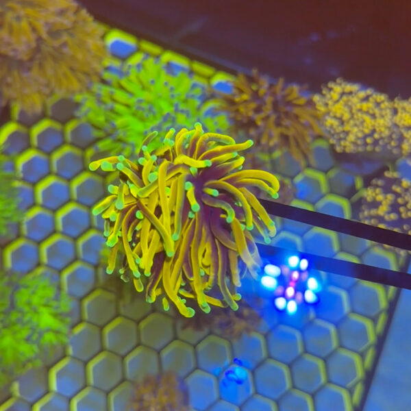 WYSIWYG Sun God Torch - Image 3
