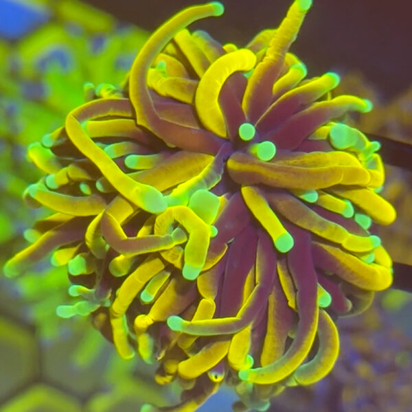 WYSIWYG Sun God Torch - Image 2
