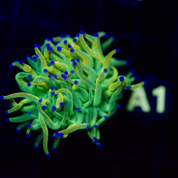 Ultra Grail Torch - Image 2