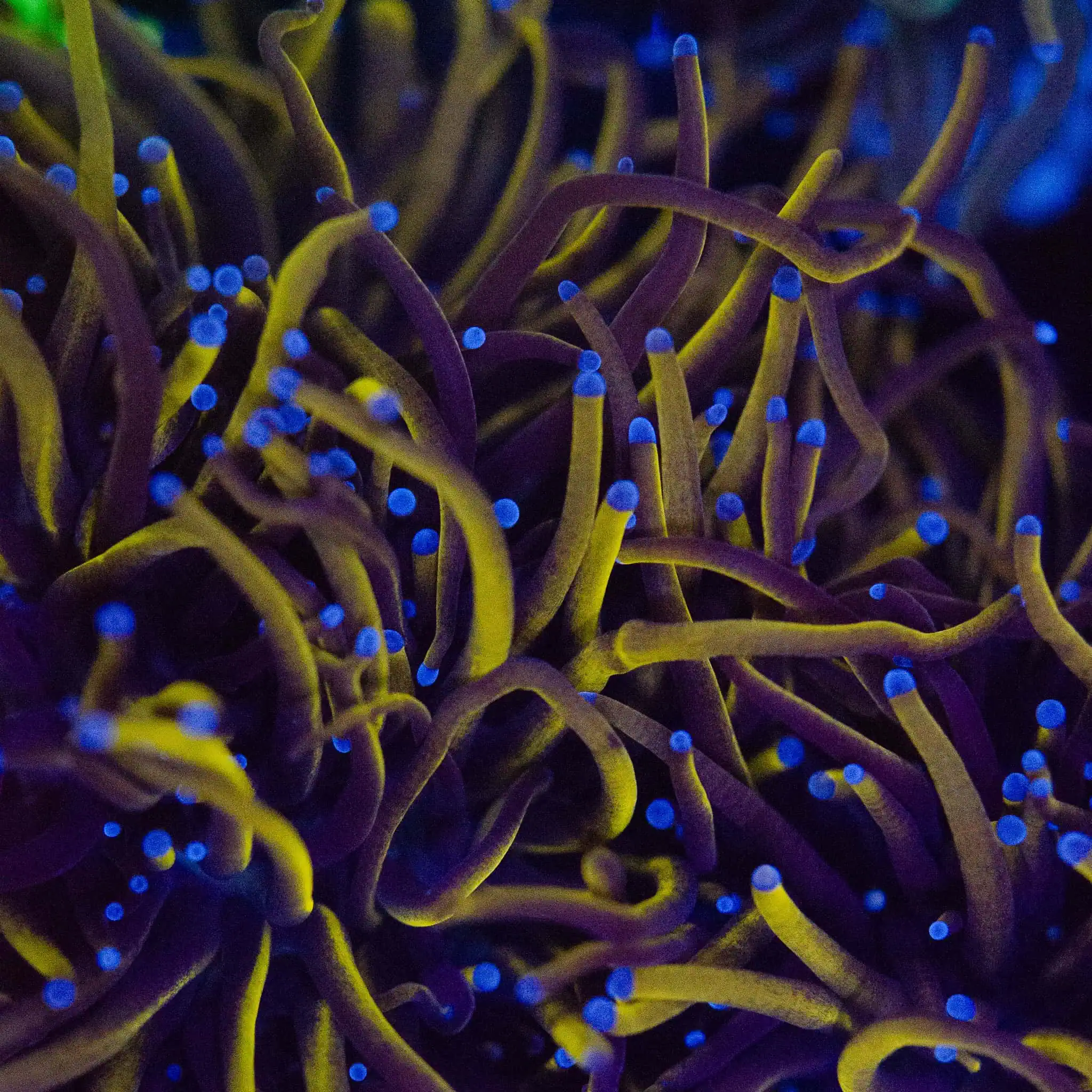 24K Gold Torch - Image 3