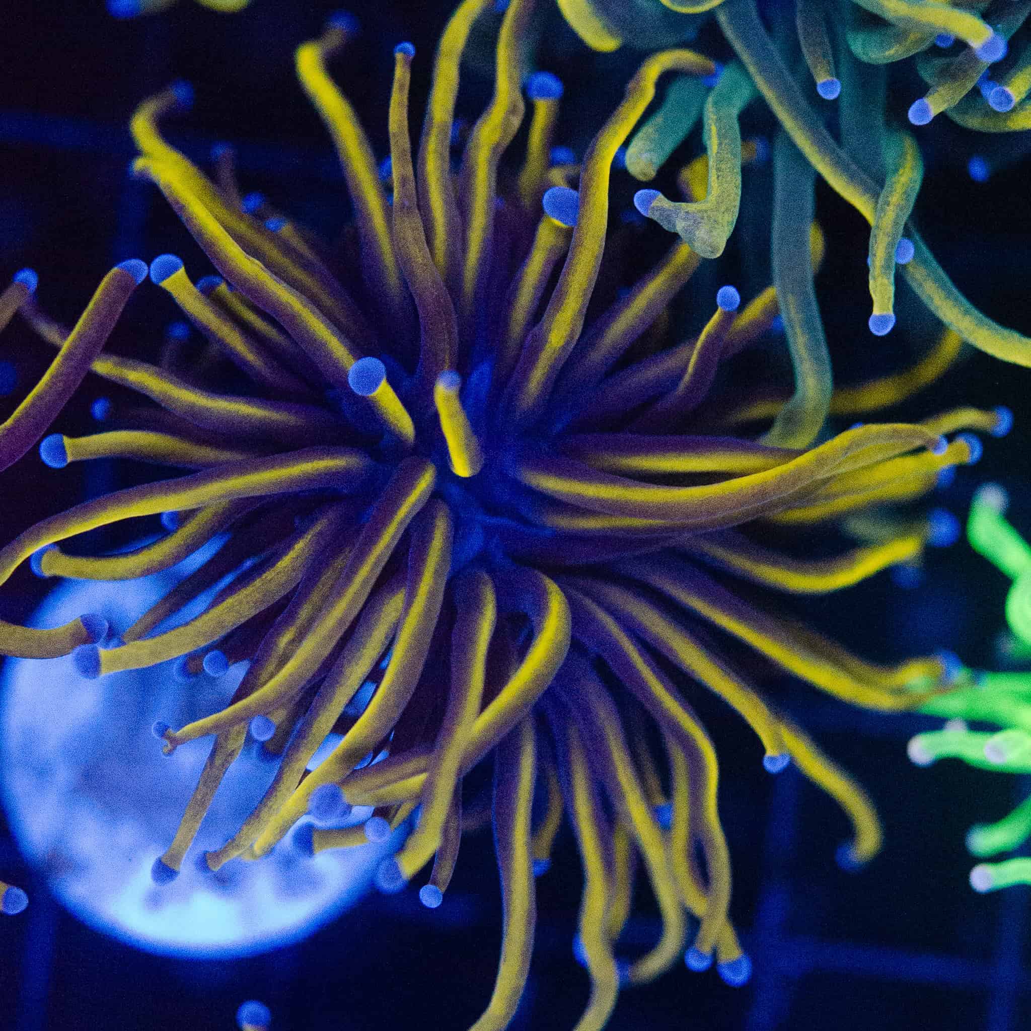 24K Gold Torch - Image 4