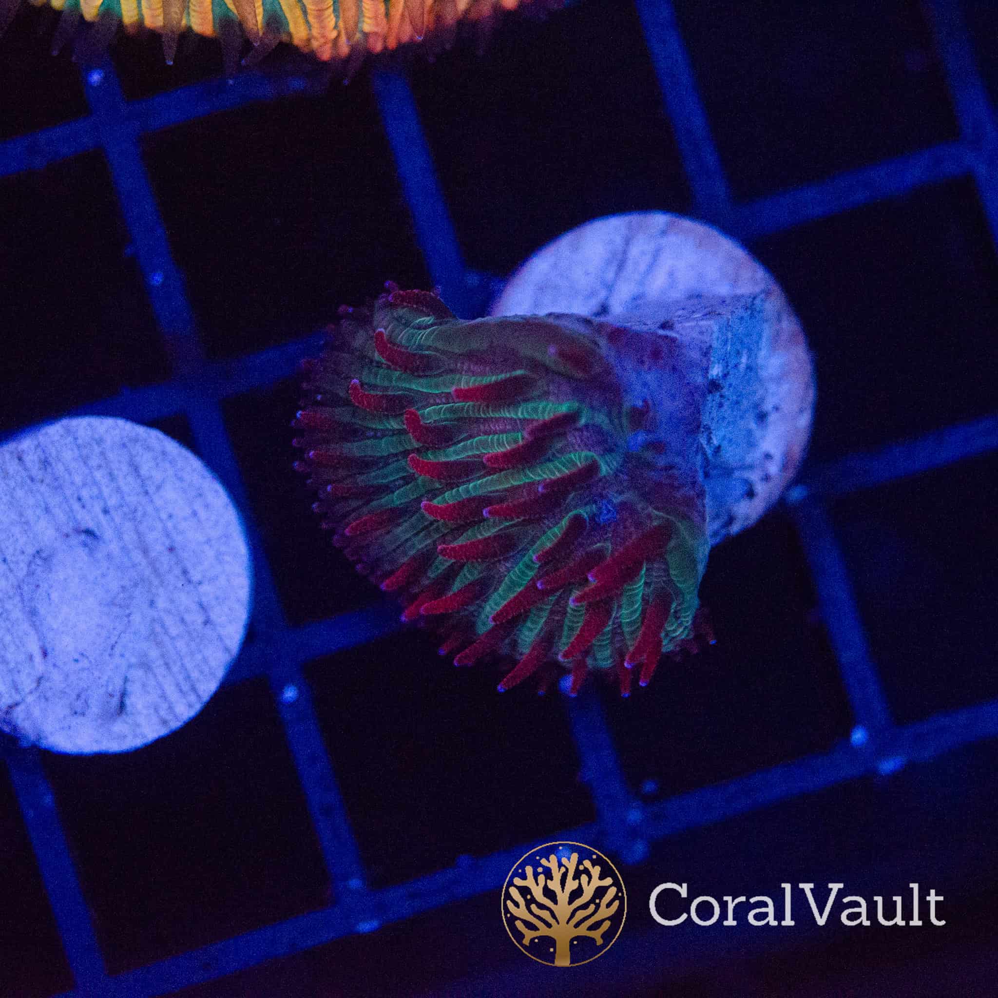 Candy Sauce Diaseris Plate Frag - Image 2