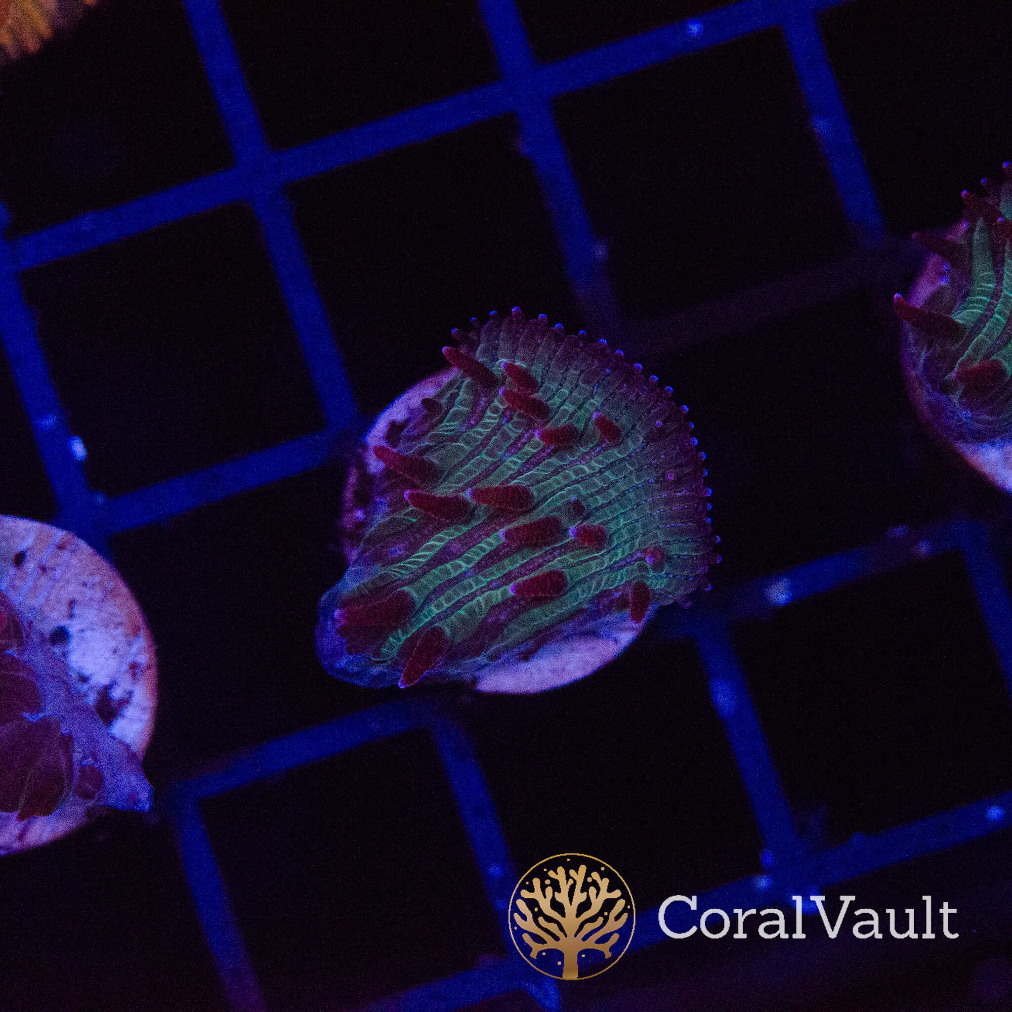 Candy Sauce Diaseris Plate Frag - Image 3