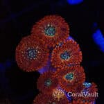 Magician Zoas