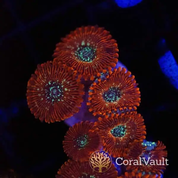 Magician Zoas