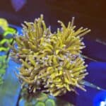 WYSIWYG Fake Holy Grail Torch - 4 Heads