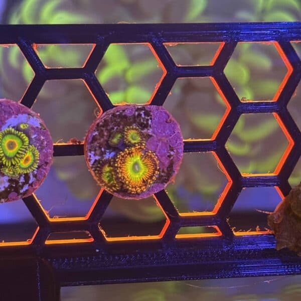 Candy Apple Zoas