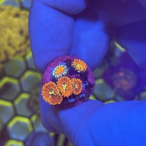 Magician Zoas