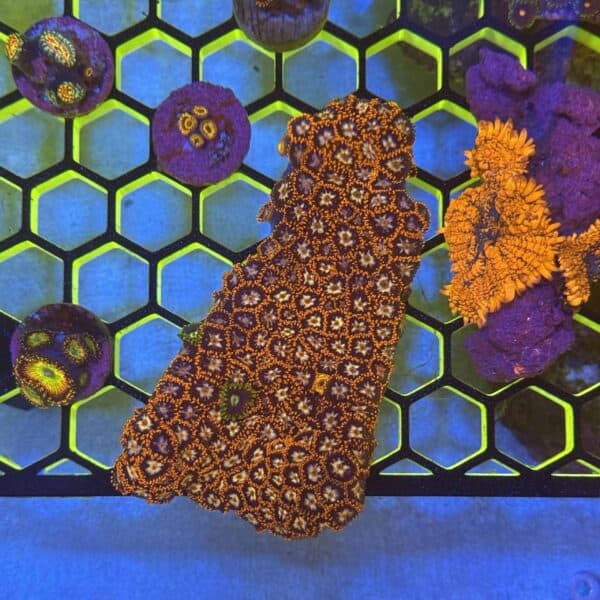 WYSIWYG CoralVault's Inferno Burst Zoa Colony