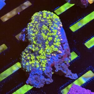 CoralVault's Radioactive Bounce Mushroom