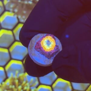 CoralVault's Infinity Stones Mushroom