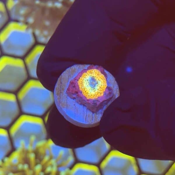 CoralVault's Infinity Stones Mushroom