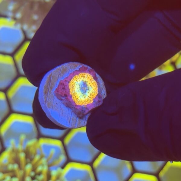 CoralVault's Infinity Stones Mushroom - Image 2