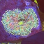 CoralVault's Prism Yuma