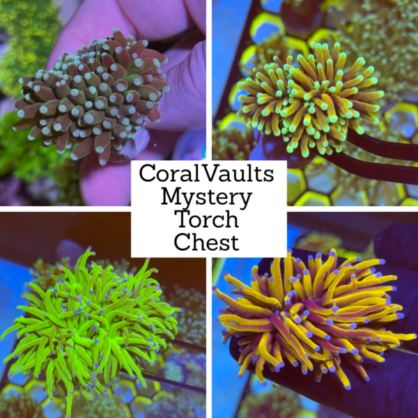 CoralVaults Mystery Torch Chest!