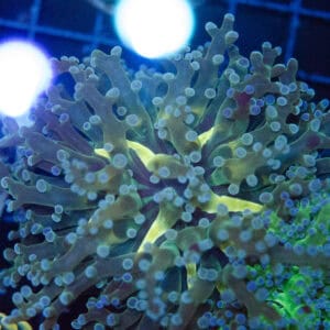 Holy Grail Frogspawn