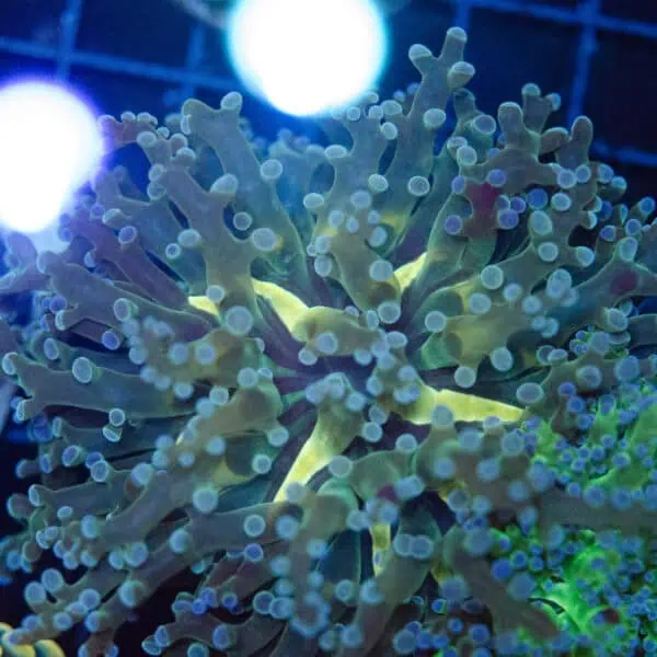 Holy Grail Frogspawn