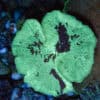 Kryptonite Mushroom