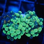 WYSIWYG Splatter Hammer