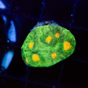 Space Invader Chalice