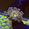 Holy Grail Frogspawn