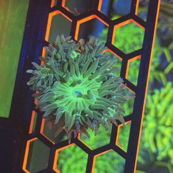 Green Duncan Colony