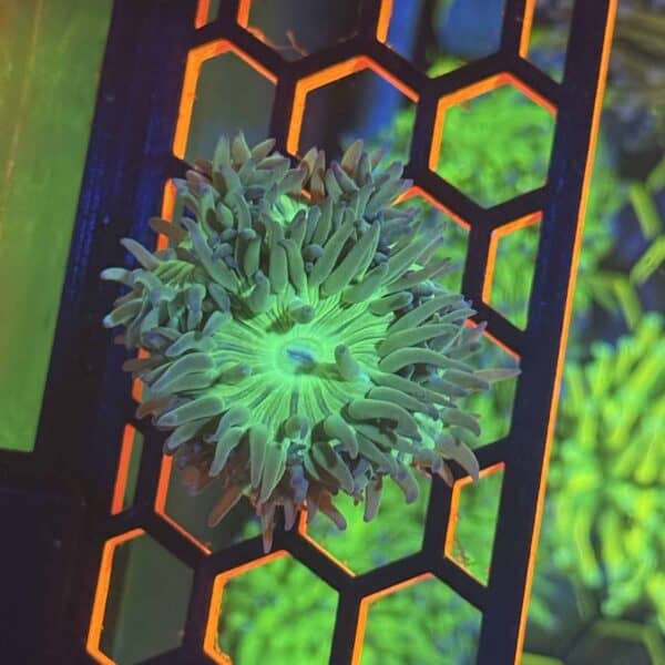 Green Duncan Colony
