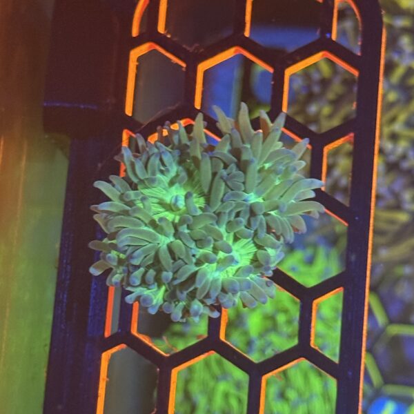 Green Duncan Colony - Image 2